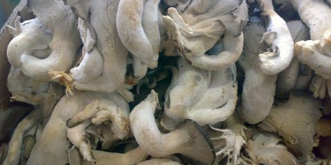 Bukovače prekrivene bijelim cvatom: da li je moguće jesti